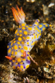   Hypselodoris kanga Lembeh. D30060mm Lembeh D300-60mm D300 60mm  